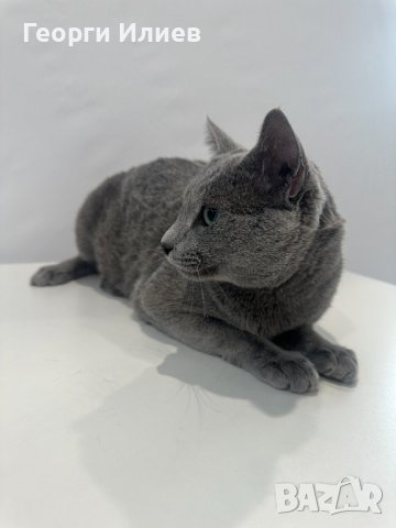 Продавам родословни котета - руска синя, снимка 4 - Руска синя котка - 42625659