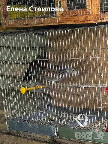 Гугутки различни видове, снимка 4 - Гълъби - 52254187