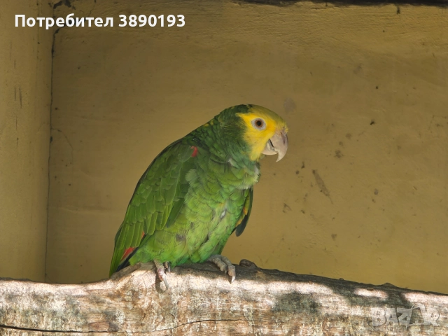 Амазона оратрикс , снимка 2 - Папагали - 52264223