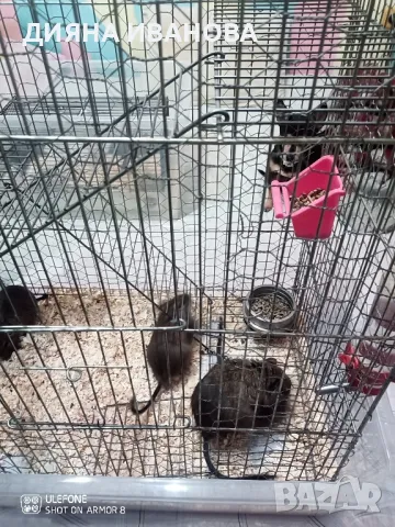 Катерички дегу, снимка 15 - Други - 48394298