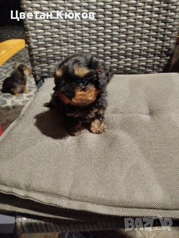 мини йоркширски териер , снимка 4 - Йоркширски териер - 51527634