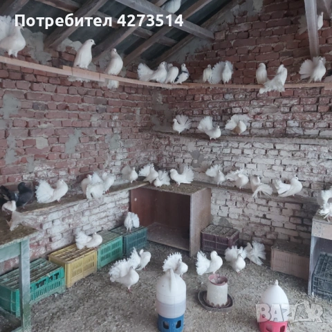 Продавам гълъби финерлии - бели и пъстри, снимка 7 - Гълъби - 53299830