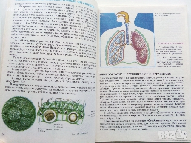Природоведение 5. класс - 1986г.Издателство "Народна Просвета", снимка 3 - Учебници, учебни тетрадки - 52930038