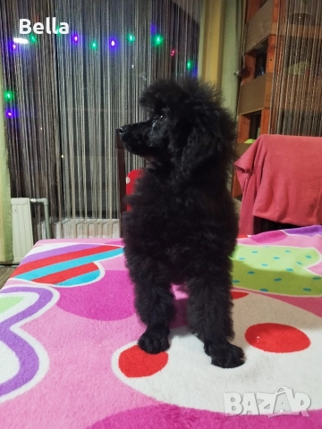 Мини пудел, снимка 11 - Пудели - 52673460