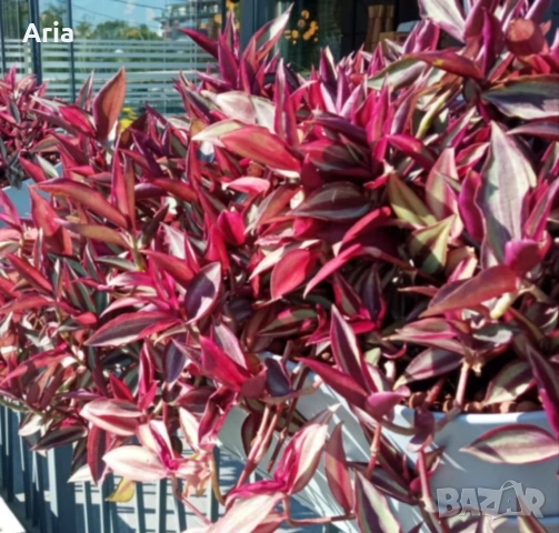 Традесканция (Tradescantia Zebrina), снимка 2 - Градински цветя и растения - 51474291