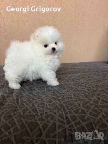 Момиче, снимка 4 - Померан - 53555954