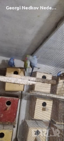 Продавам малки александри , снимка 5 - Папагали - 52697084