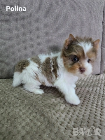 Шокобери момче, снимка 4 - Йоркширски териер - 53034544