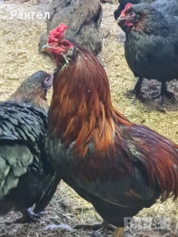 Свободни Петли , снимка 2 - Кокошки и пуйки - 52966253