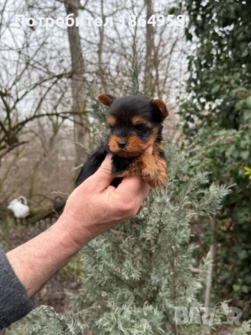 СУПЕР МИНИ ЙОРКИ Доставка , снимка 2 - Йоркширски териер - 53489316