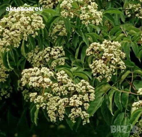 Продавам фиданки от медоносното дърво на пчеларя Еводия Даниели разсад дръвчета Еводиа за медосбор, снимка 14 - Разсади - 49271516