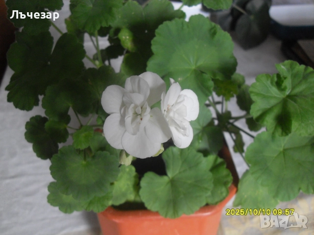 Продавам цвете "МУШКАТО", снимка 2 - Стайни растения - 51918414