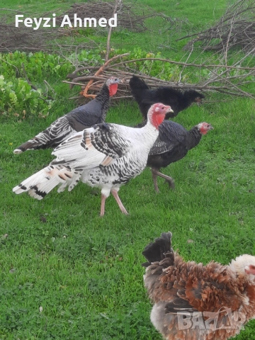 Пуйки, снимка 2 - За птици - 52506382