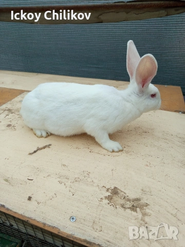 Зайци, снимка 5 - Други животни - 53573501