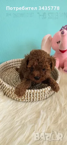 пудел той/poodle toy/, снимка 5 - Пудели - 49124306