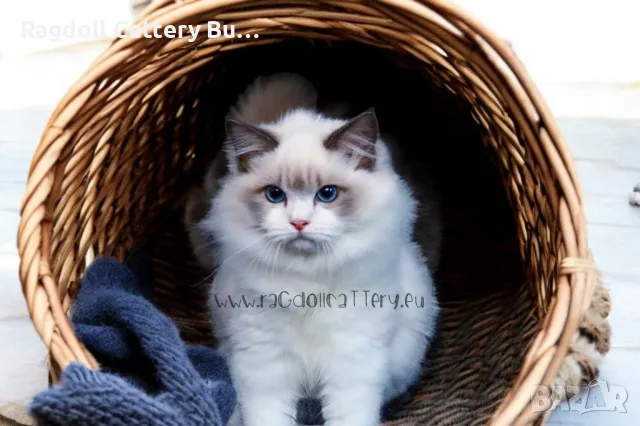 Ragdoll расови котенца с родословие ,Регдол ,Рагдол, снимка 9 - Други - 47264926