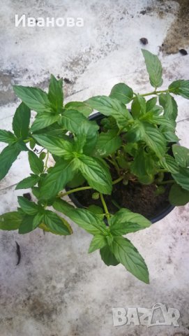 Джоджен, гьозум, , снимка 3 - Градински цветя и растения - 37004450