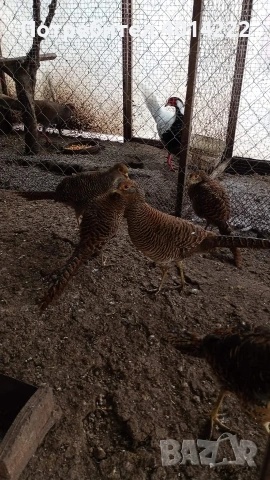 Женски червено-златни фазани 