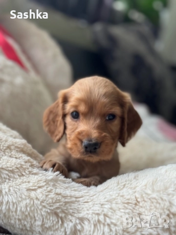 Английски кокер шпаньол