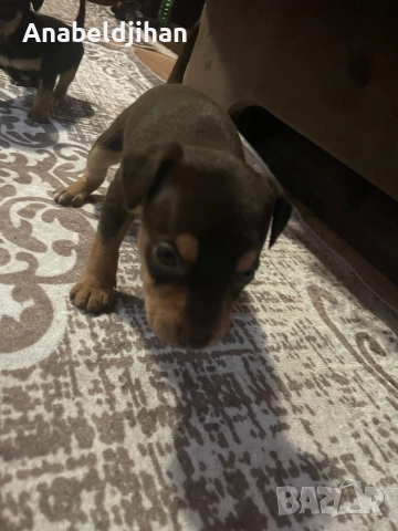 Пинчери, снимка 4 - Пинчер - 52482012