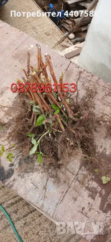 Разсад ягоди , снимка 13 - Разсади - 49982346