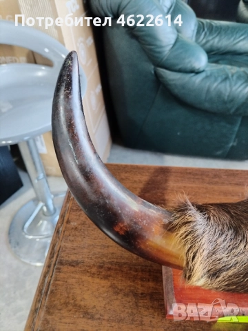 ТРОФЕЙ , снимка 3 - Антикварни и старинни предмети - 52476986