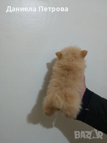 Мини померани - момиченца на 55 дни с първа ваксина, обезпаразитени и с паспорт, снимка 5 - Померан - 53099146