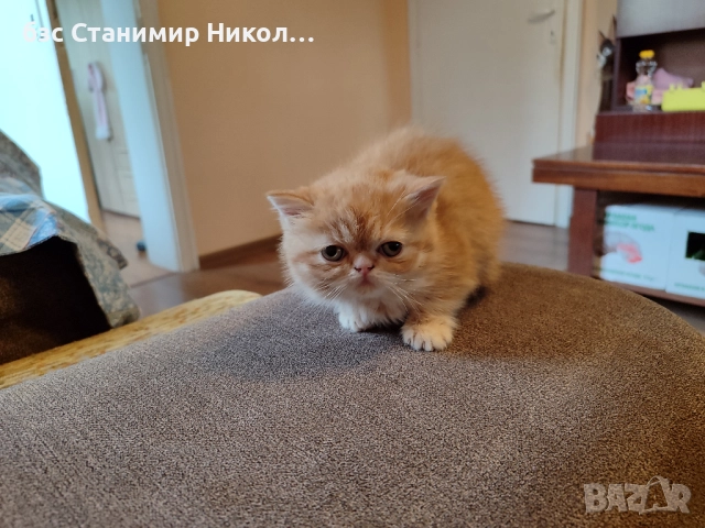 Женско екзотично персийско коте на 4 месеца., снимка 2 - Персийска - 52893968