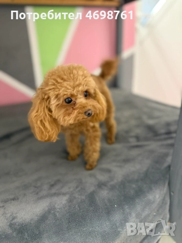 Той пудел, снимка 3 - Пудели - 52968261