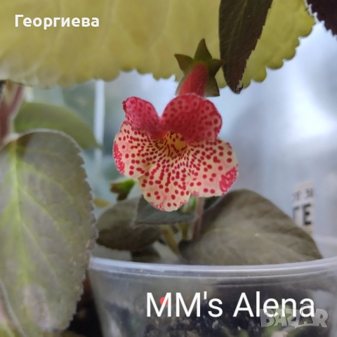 колерия растения и ризоми , снимка 5 - Стайни растения - 51619779