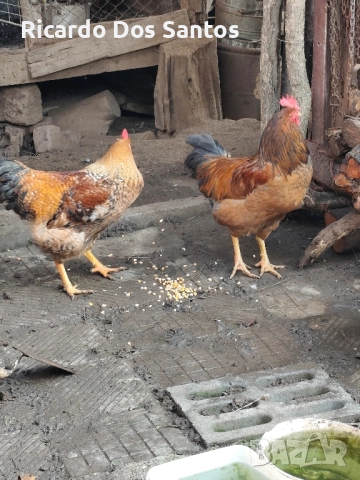 Петли за месо, снимка 2 - други­ - 52355369