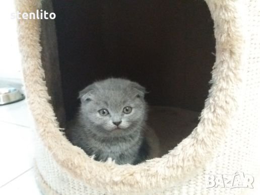 Шотландски клепоухи бебета , снимка 10 - Британска късокосместа - 24994547