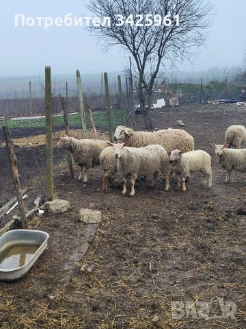 продавам шилета,овце, снимка 5 - Овце - 53081961