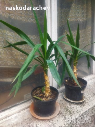 Слонска стъпка, слонска юка различни големини, снимка 8 - Стайни растения - 38750567