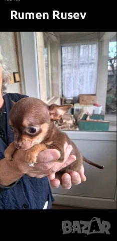 Продавам Чихуахуа женско , снимка 11 - Чихуахуа - 52933508