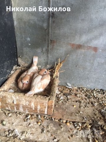 Продавам гугутки скумрии, снимка 3 - Гълъби - 28209295