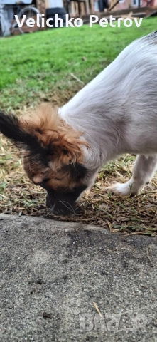 Симба си търси нов дом. , снимка 4 - Други - 52676998