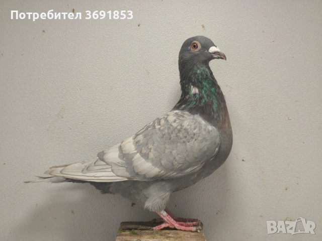 Цветни пощи, снимка 3 - Гълъби - 52336823