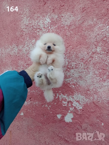 Малък Шпиц - Померан. Момичета. Снимки от 22.12.25 г.