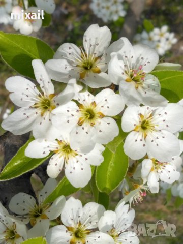 Продава 200 декара земеделска земя, снимка 4 - Земеделска земя - 20856473