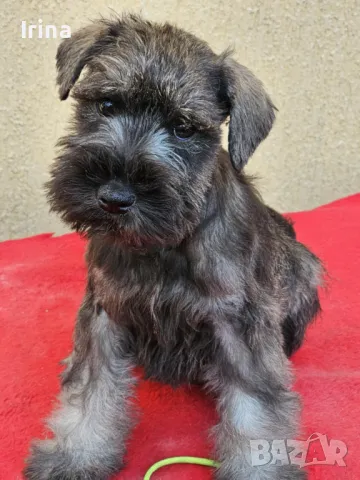 Кученца миниатюрен шнауцер, снимка 1