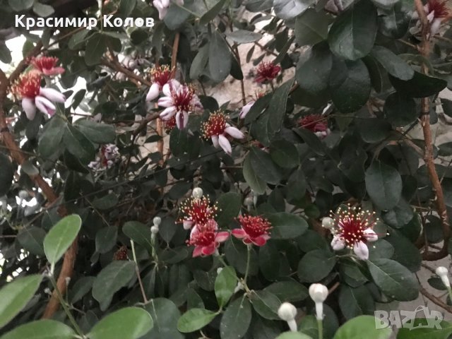 Ананасова Гуава, Фейхоа, Feijoa, йодно дърво, 8 различни сортa, плодове, семена и растения, снимка 5 - Градински цветя и растения - 27183163