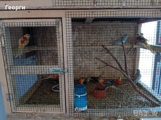 Розели,пойни папагали, млади и работни  двойки, снимка 4 - Папагали - 51076876