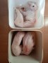 Заешко месо в Кутии, снимка 1 - Други - 38353106