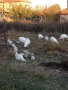 продавам домашно гледани пуйки пуяци за празниците , снимка 4