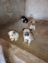 подарявам кученца 1 женско 3 момчета, снимка 1