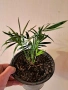 Палма Хамедорея елегантс в саксия ф13 , снимка 4