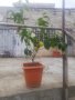 Лимони. Лимонови дръвчета - собствено производство, снимка 1 - Градински цветя и растения - 30237016