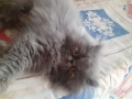 Персийски котенца, снимка 5
