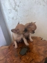 Чихуахуа, снимка 5